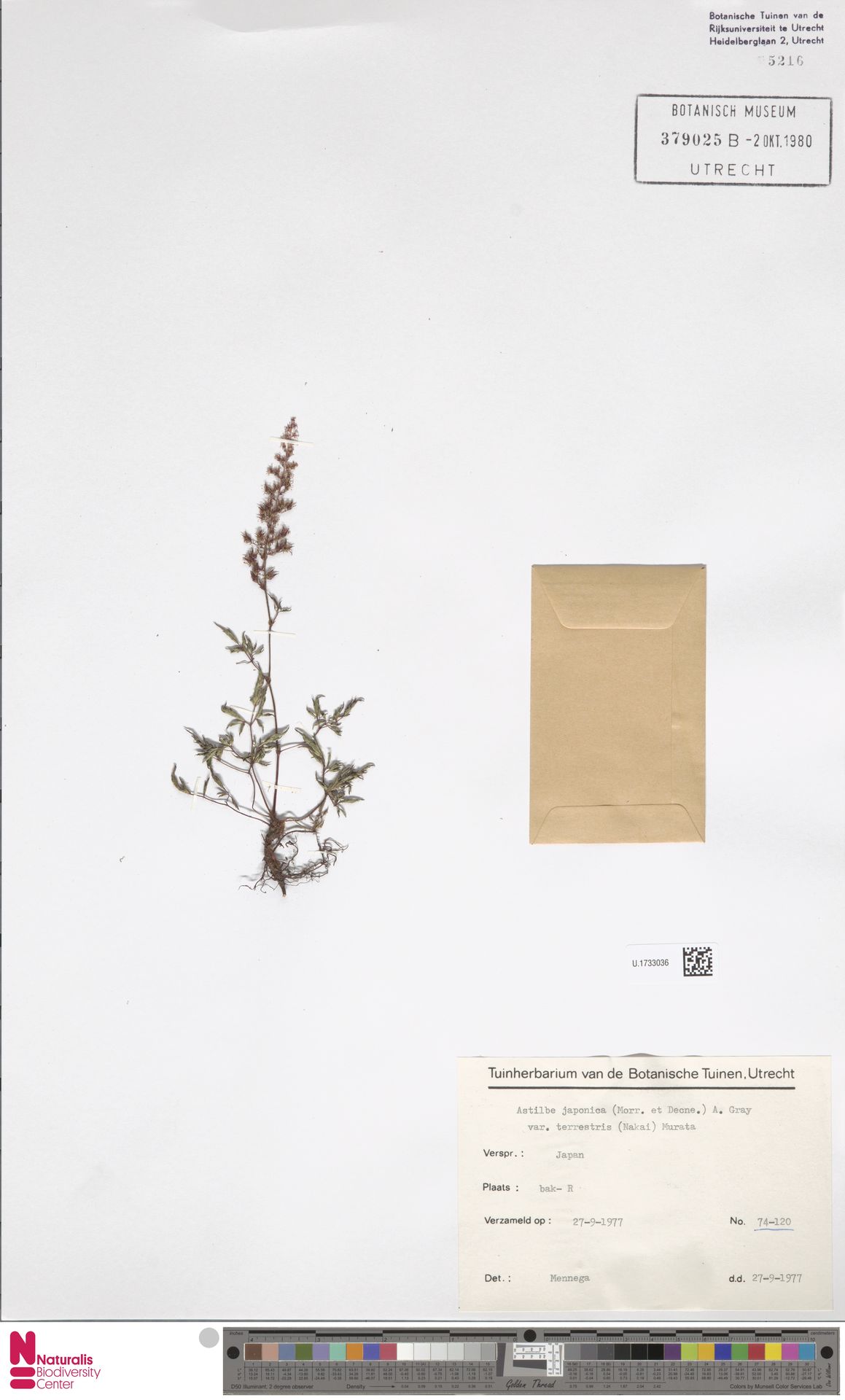 Foto van Rotsspirea