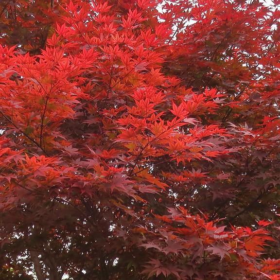 Foto van Japanse esdoorn ‘Sherwood Flame’