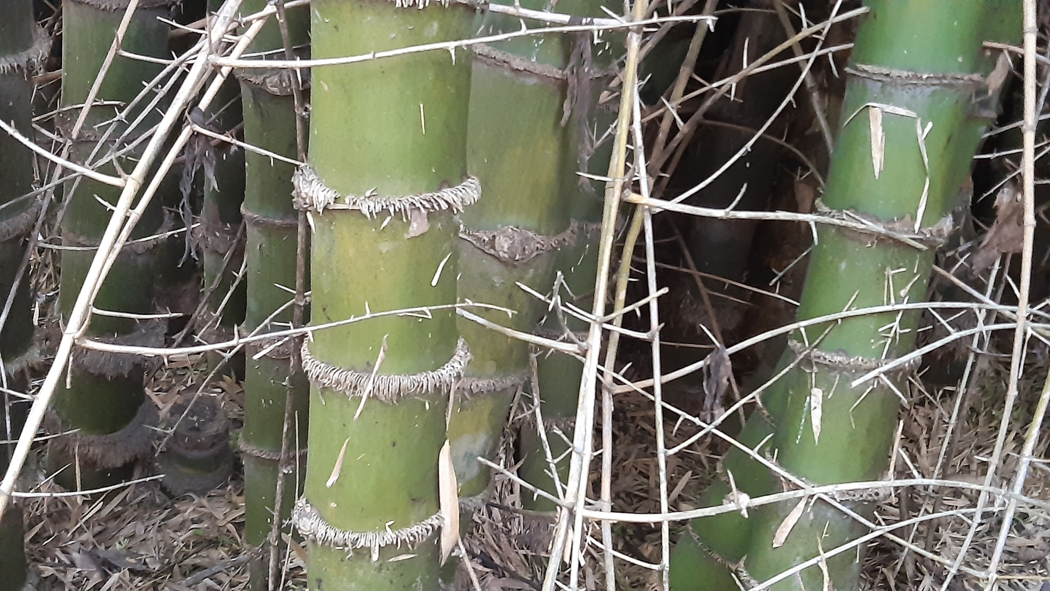 Foto van Indische doornbamboe