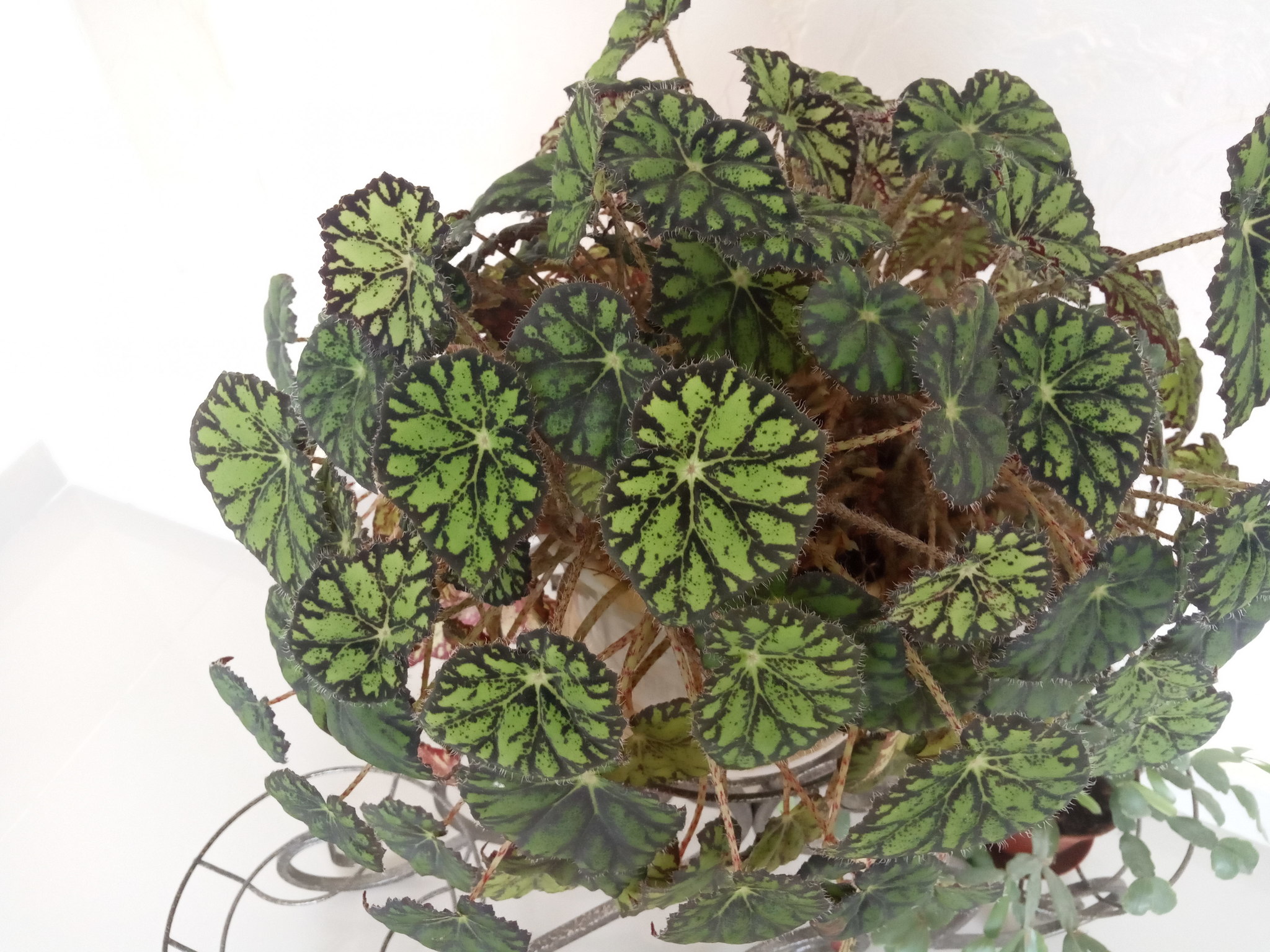 Foto van Wimperbegonia