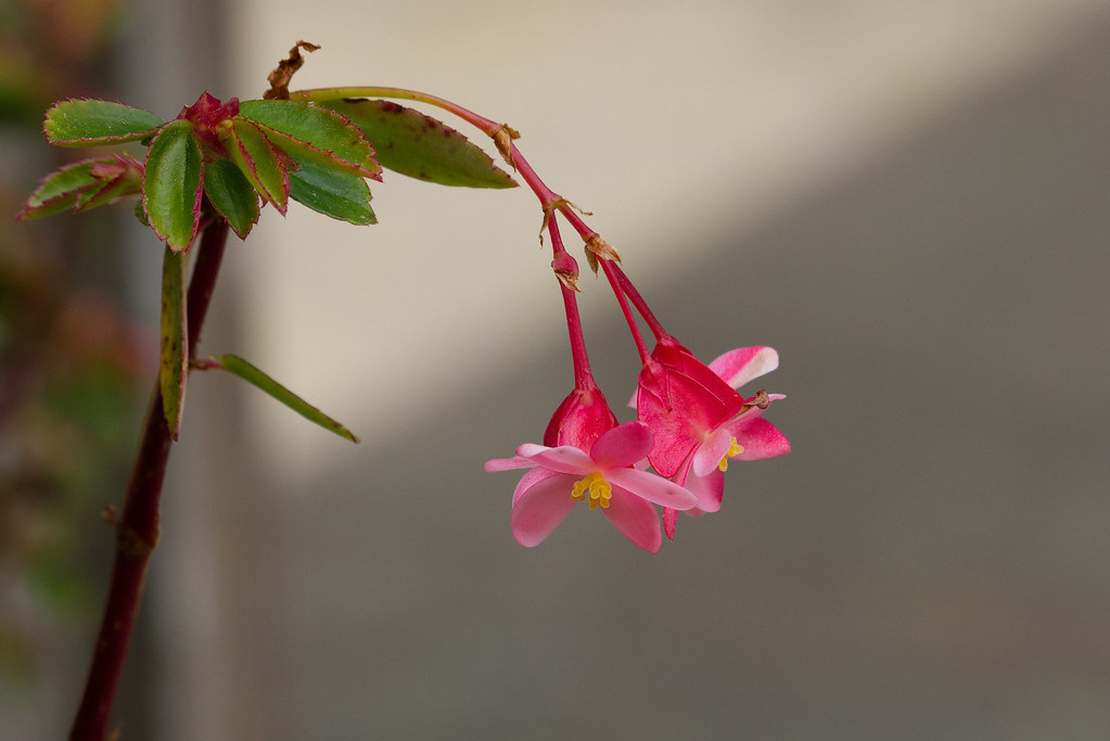 Foto van Tuinbegonia