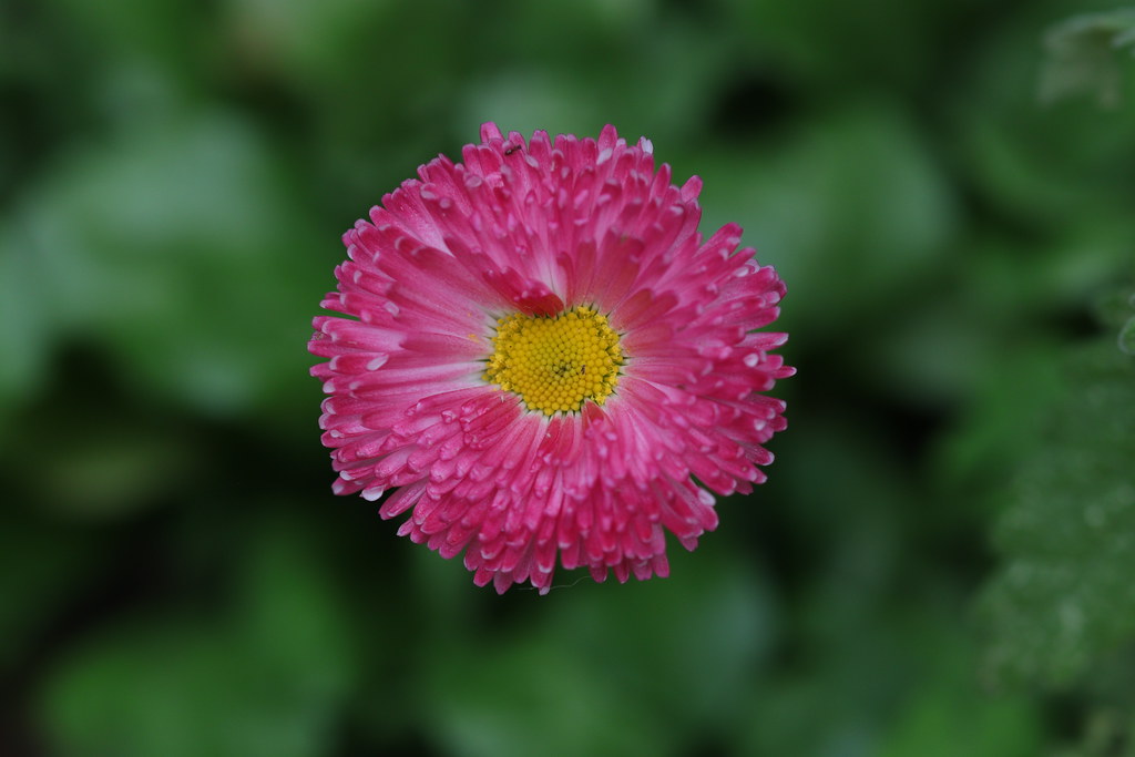 Foto van Madeliefje