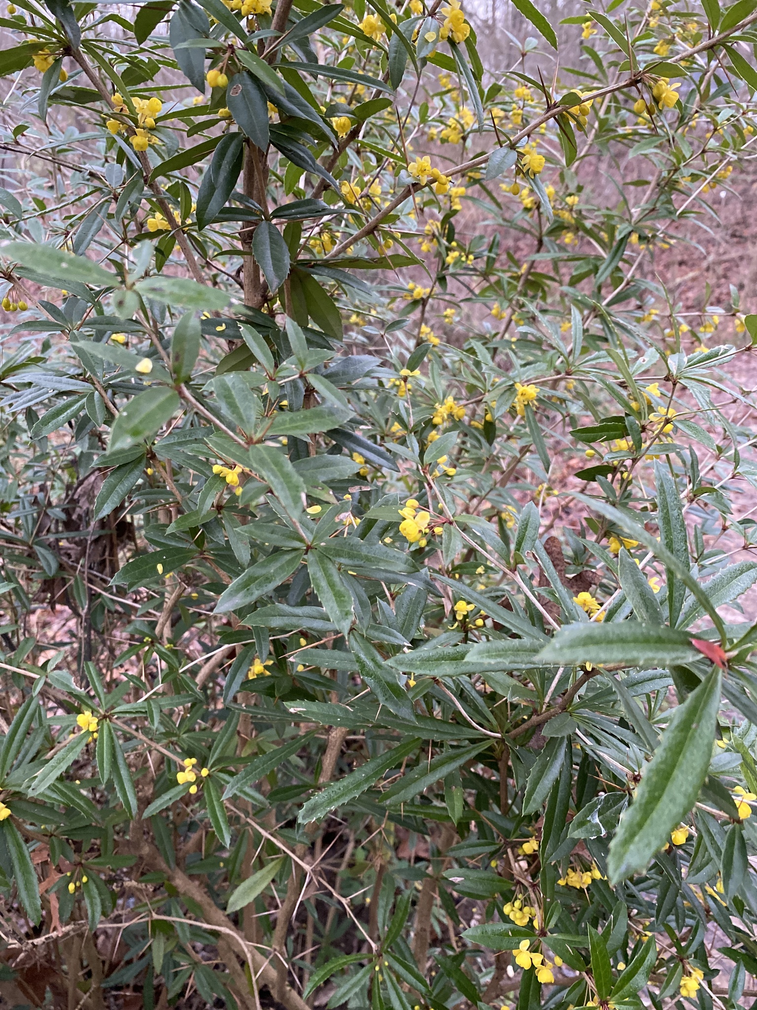 Foto van Chinese berberis