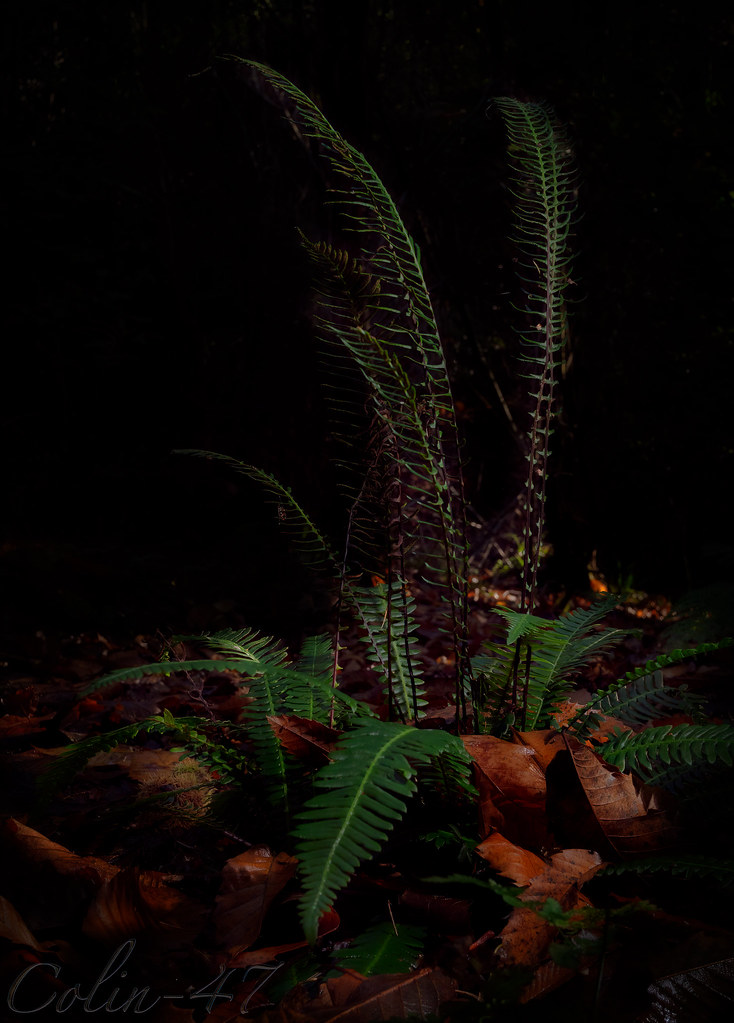 Foto van Dubbelloof