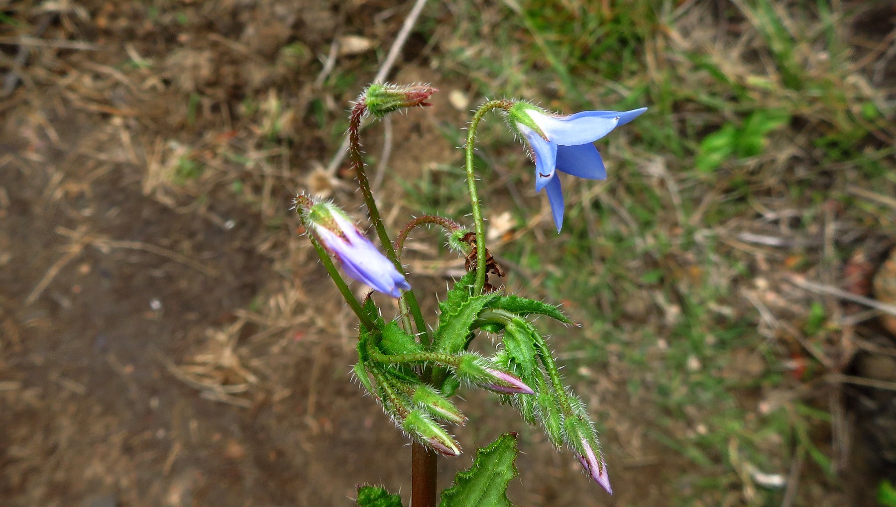 Foto van Dwergborage