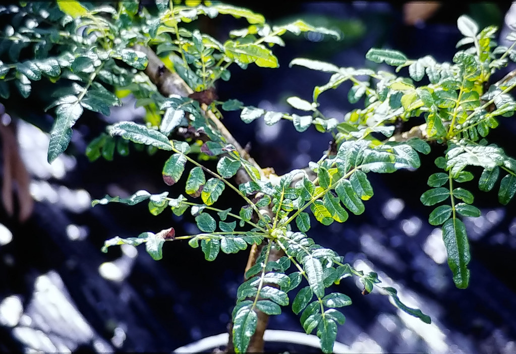 Foto van Wierookboom