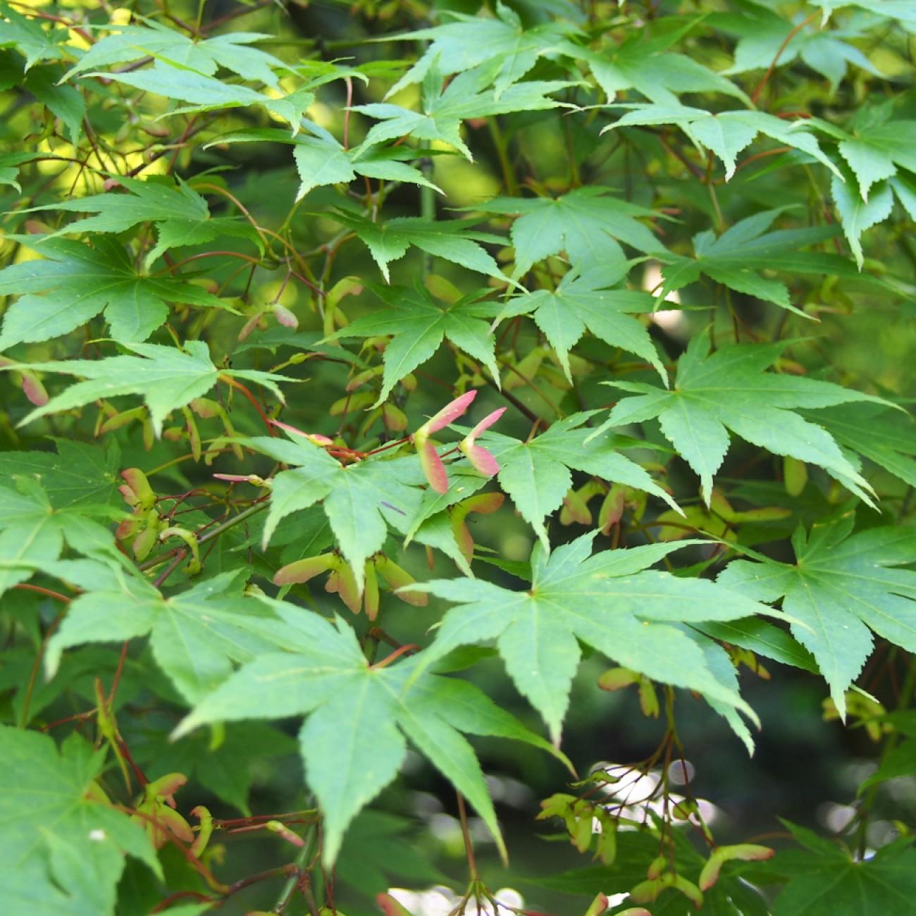 Foto van Japanse esdoorn ‘Utsu Semi’