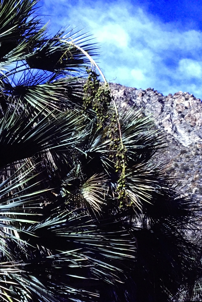 Foto van Blauwe hesperpalm