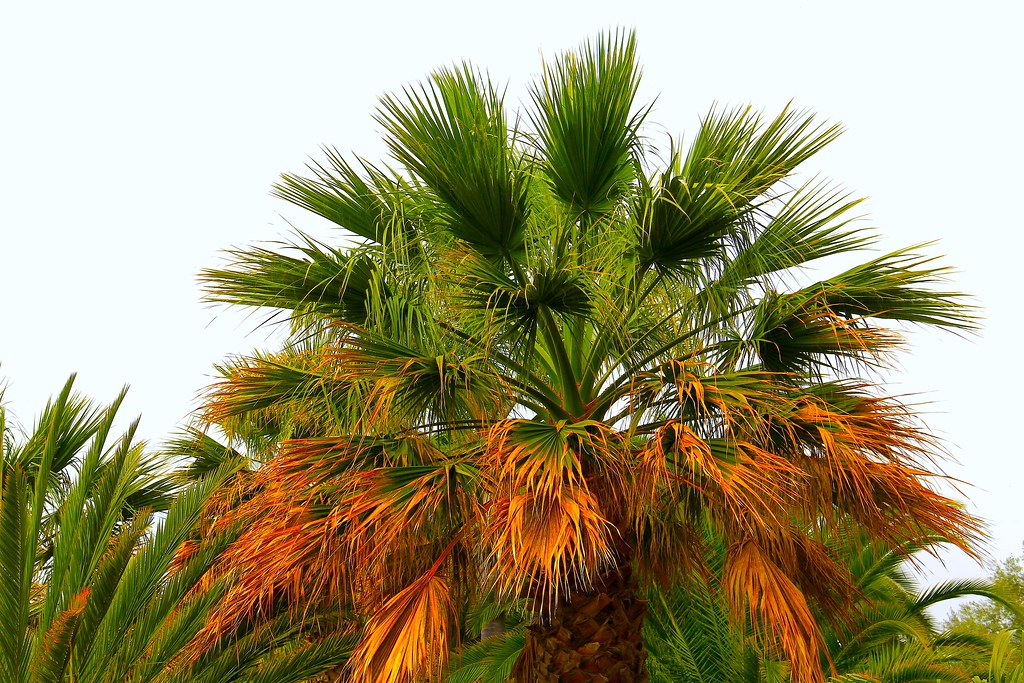 Foto van Guadaloupe-hesperpalm