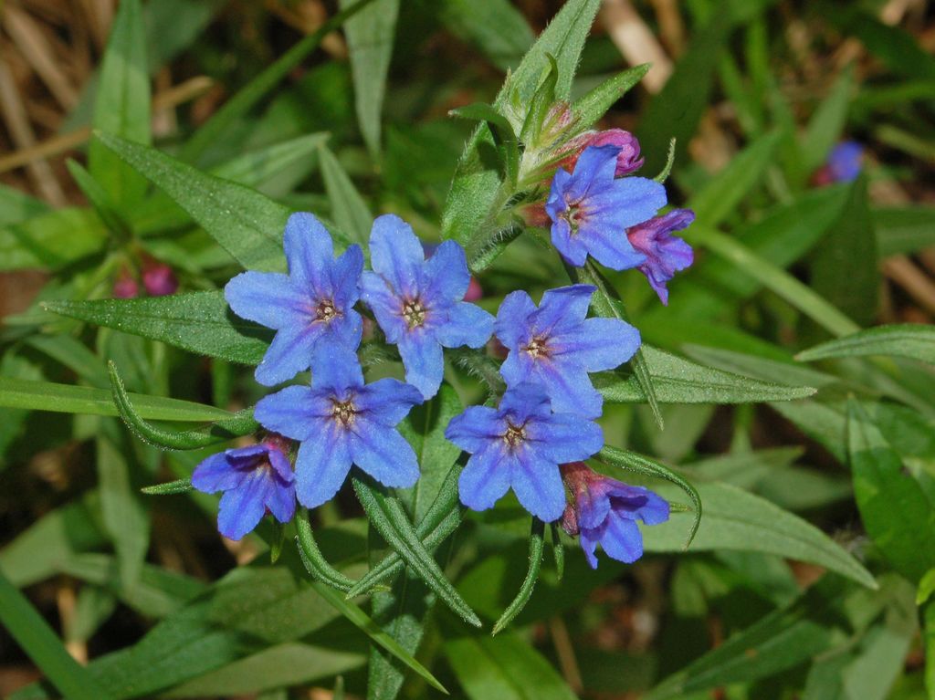 Foto van Purper parelzaad