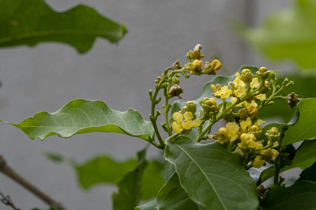 Foto van Pindakaasboom