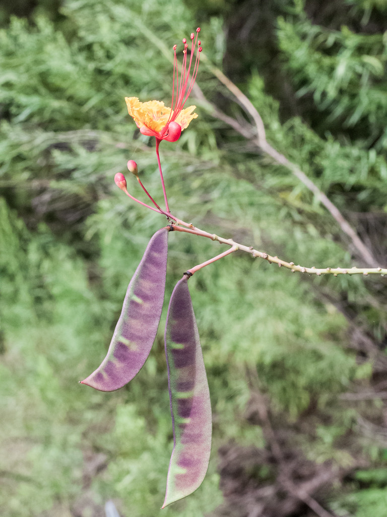 Foto van Pauwenbloem
