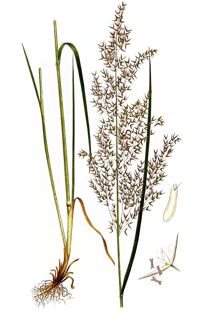 Foto van Hennegras