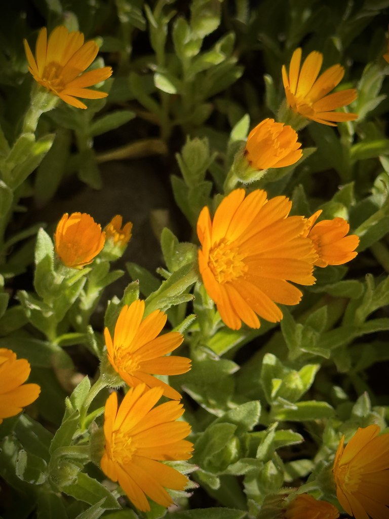 Foto van Akkergoudsbloem