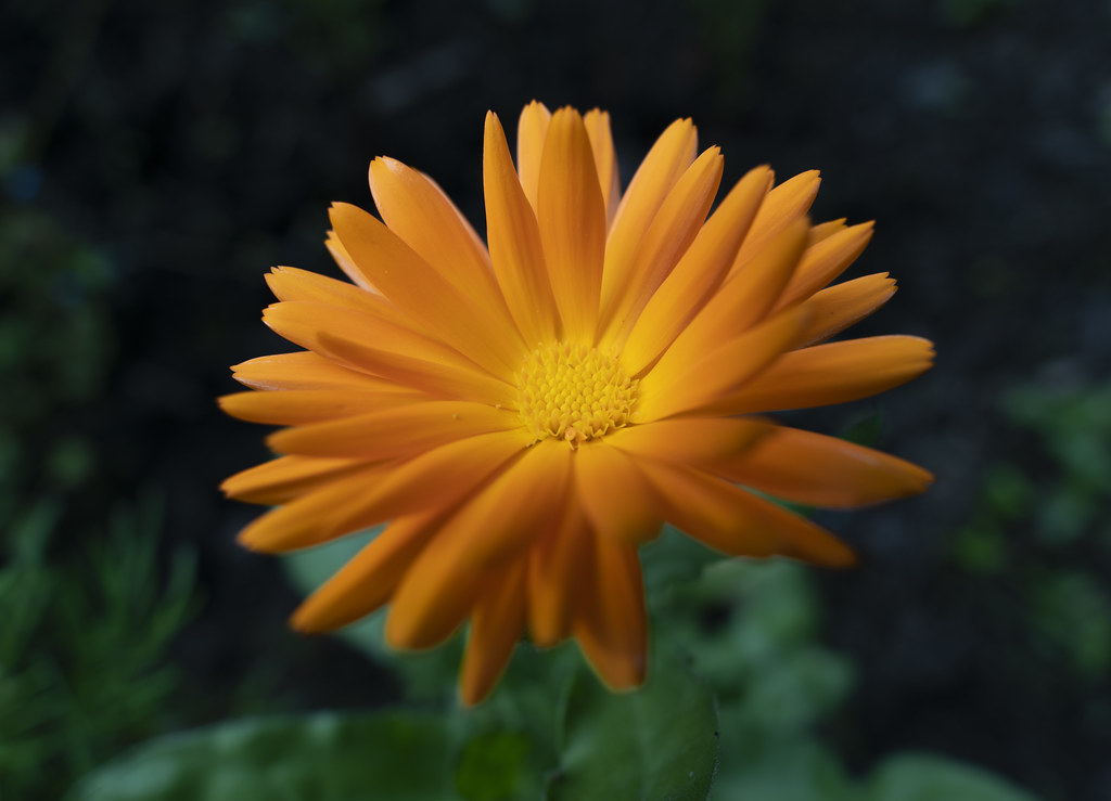 Foto van Tuingoudsbloem