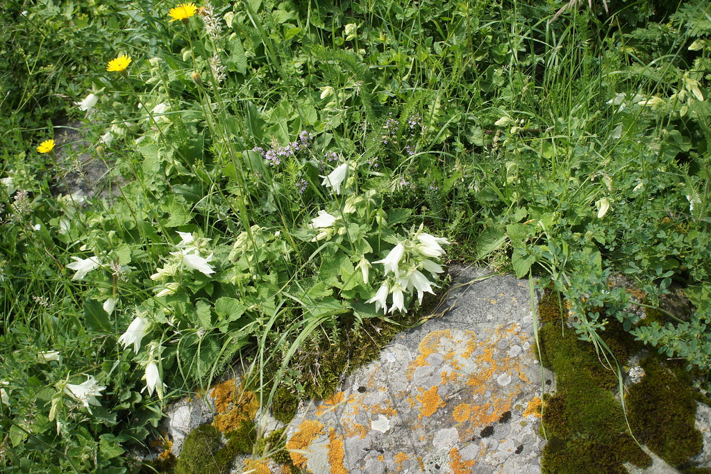 Foto van Melkklokje