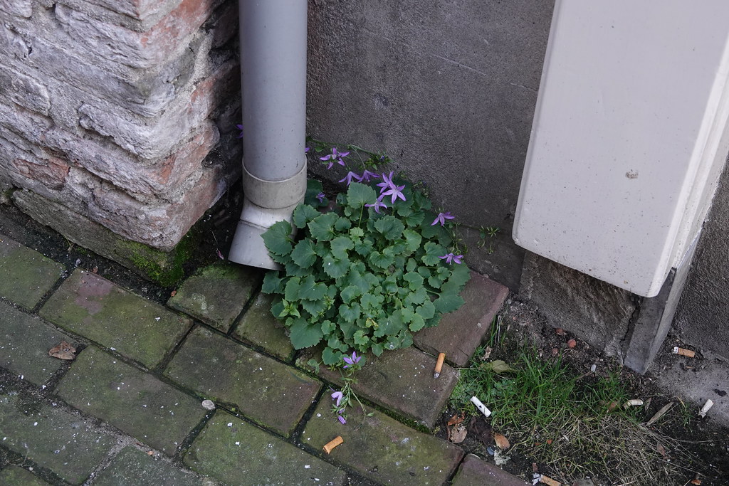 Foto van Kruipklokje