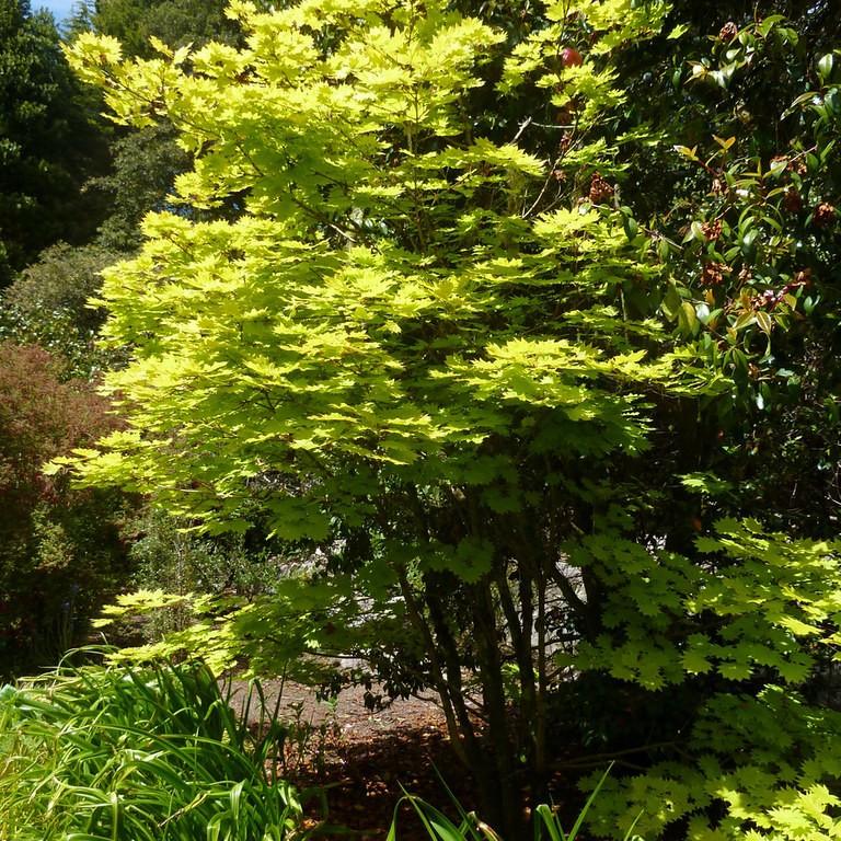 Foto van Japanse goudesdoorn ‘Aureum’