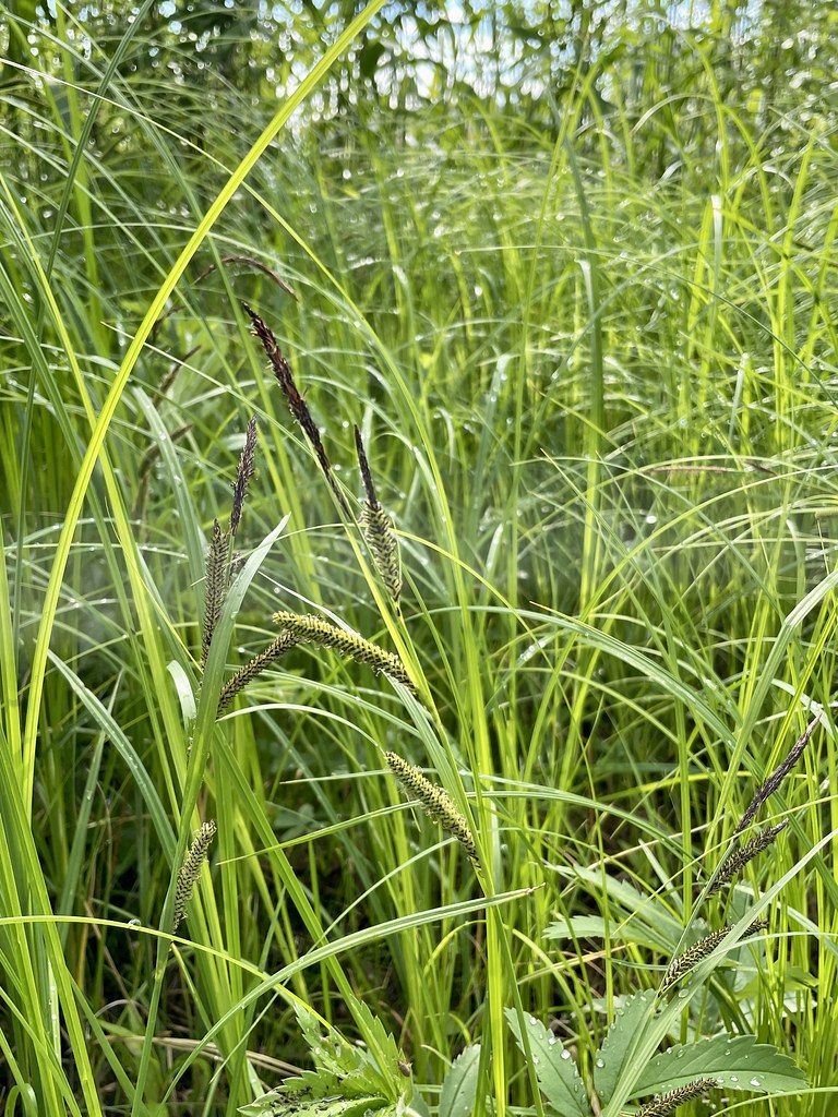 Foto van Scherpe zegge