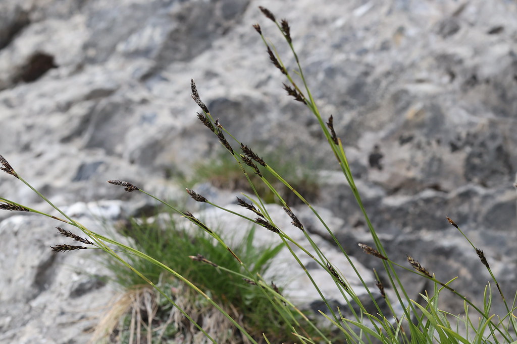 Foto van Bergzegge