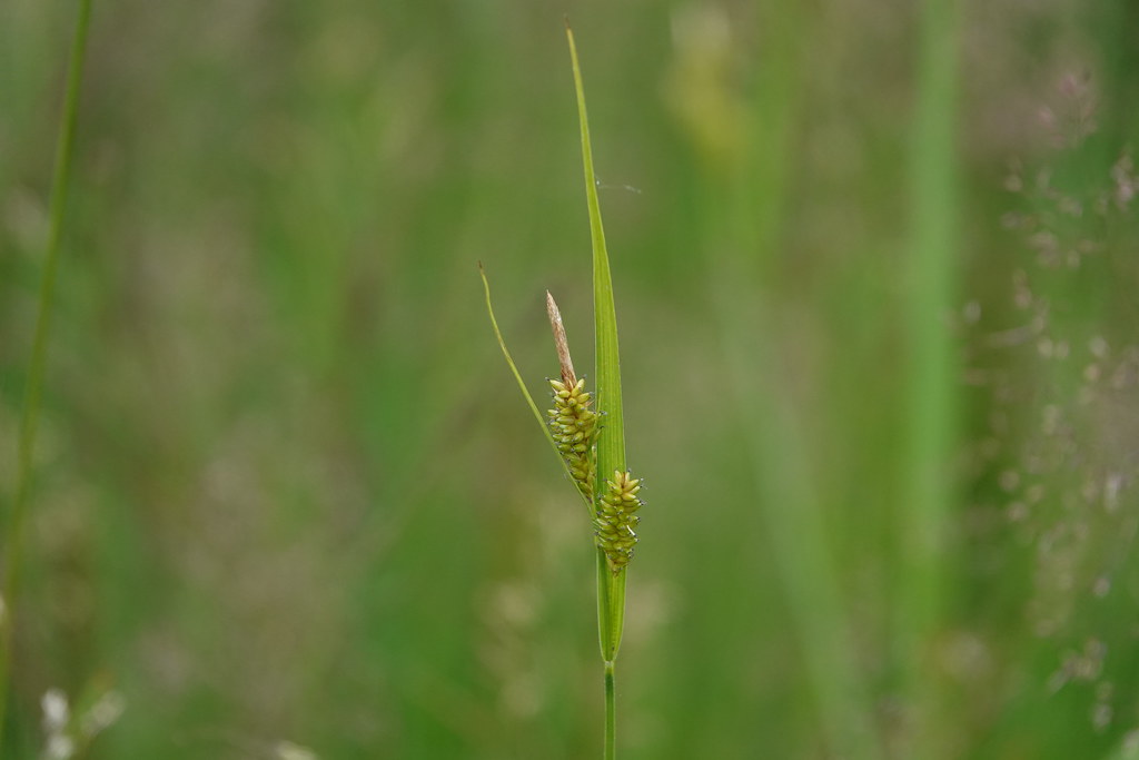 Foto van Bleke zegge