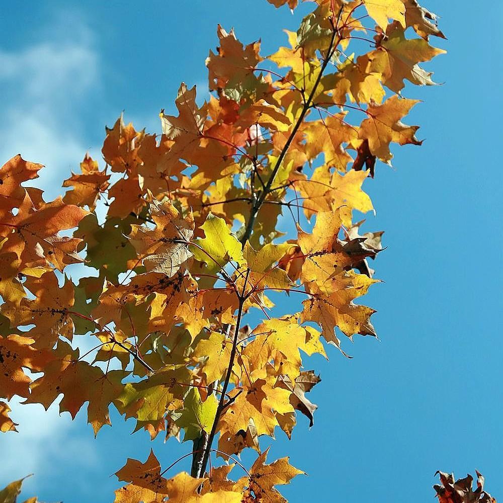 Foto van Herfstvuur Esdoorn ‘Jeffersred’