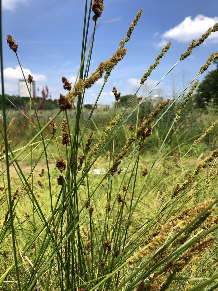 Foto van Ribbelzegge