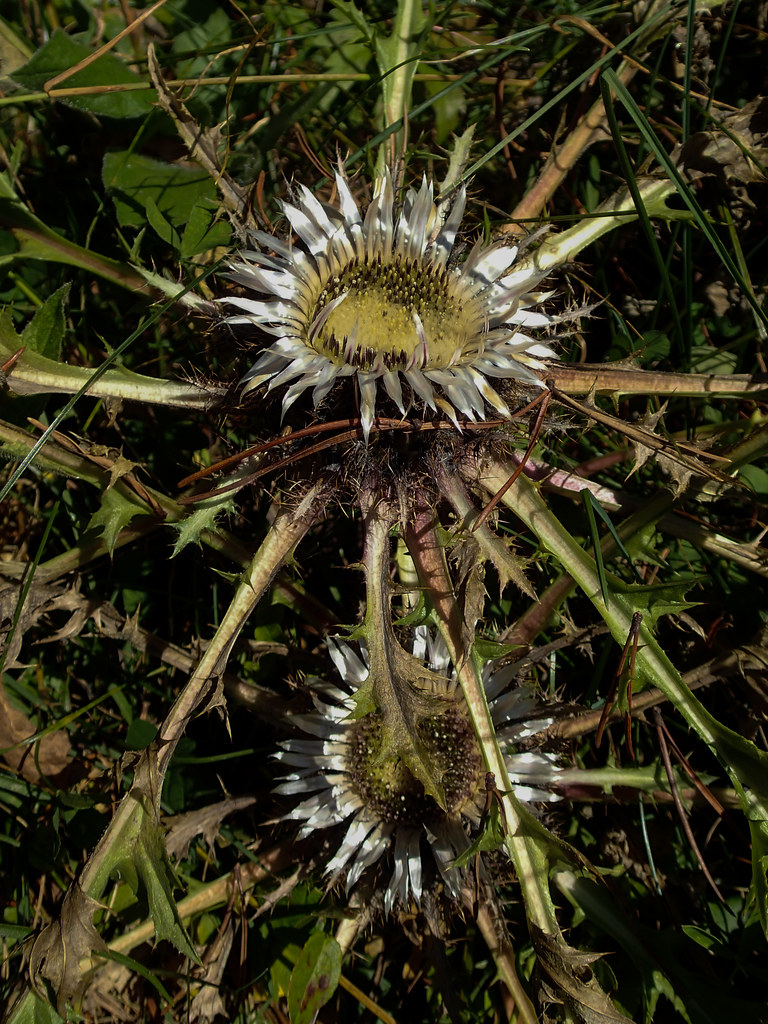 Foto van Zilverdistel