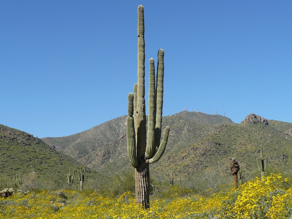 Foto van Saguaro-cactus