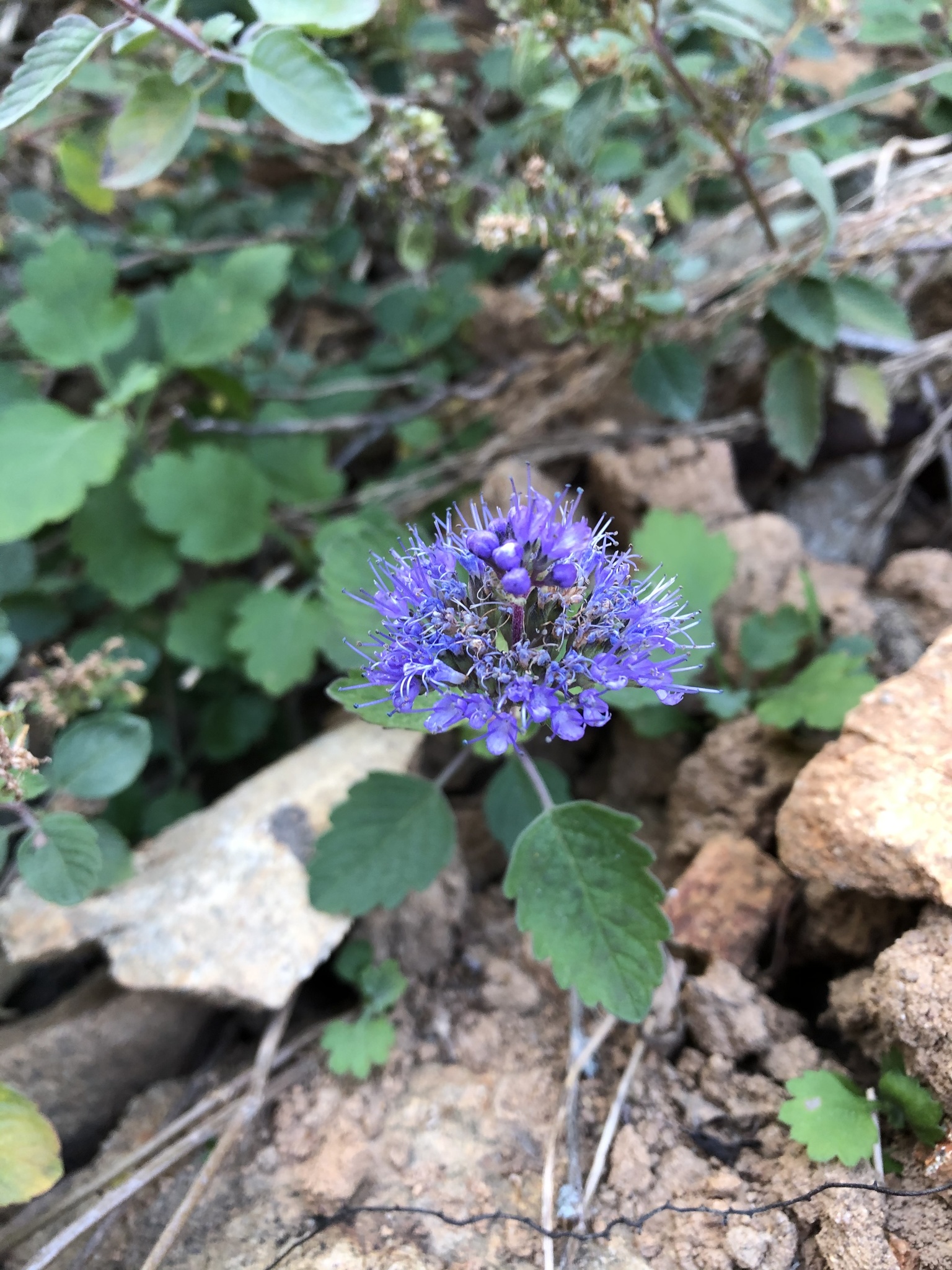 Foto van Baardbloem