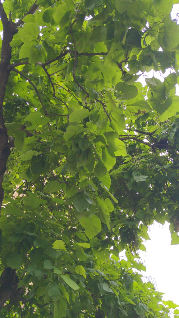 Foto van Gewone trompetboom