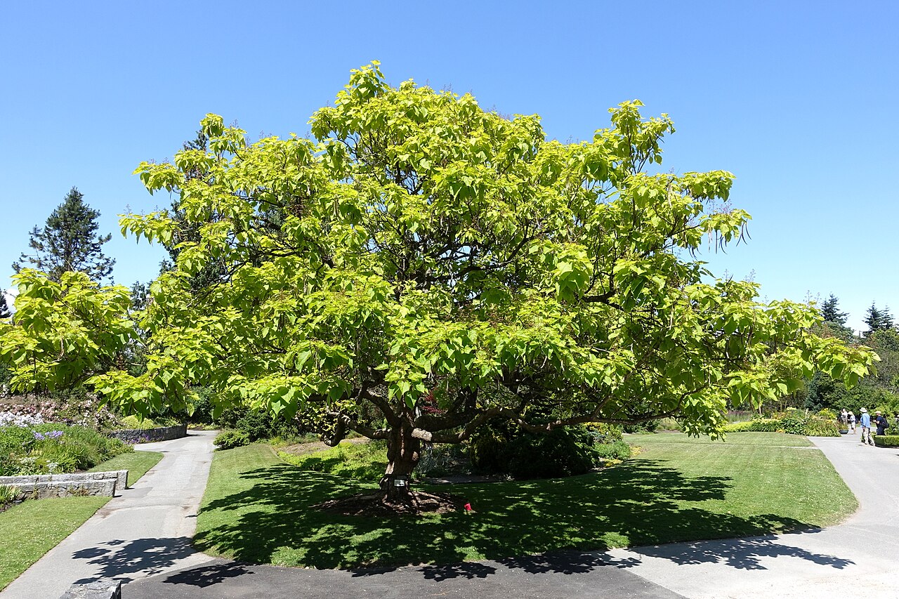 Foto van Geelbladige trompetboom ‘Aurea’