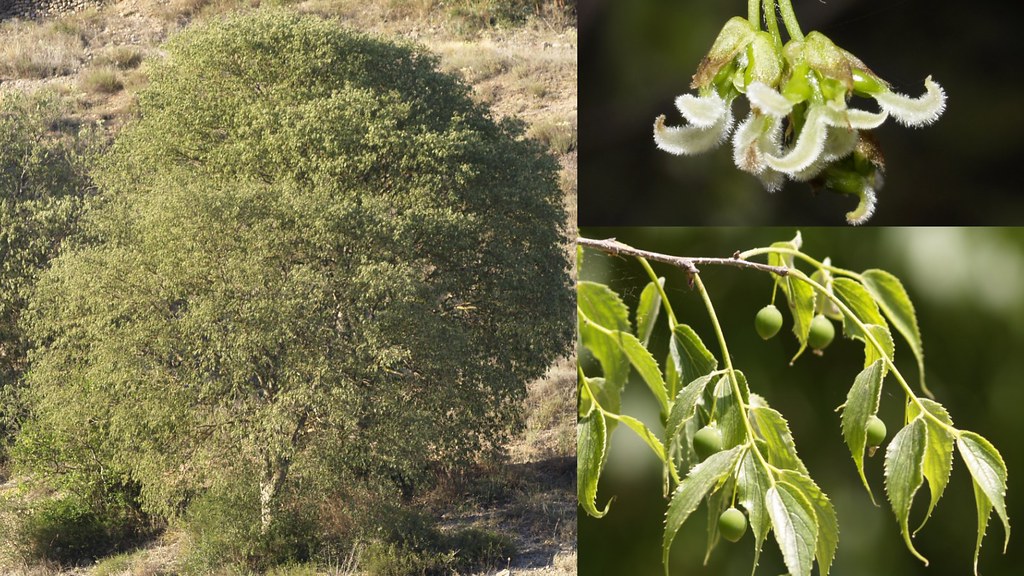 Foto van Europese netelboom