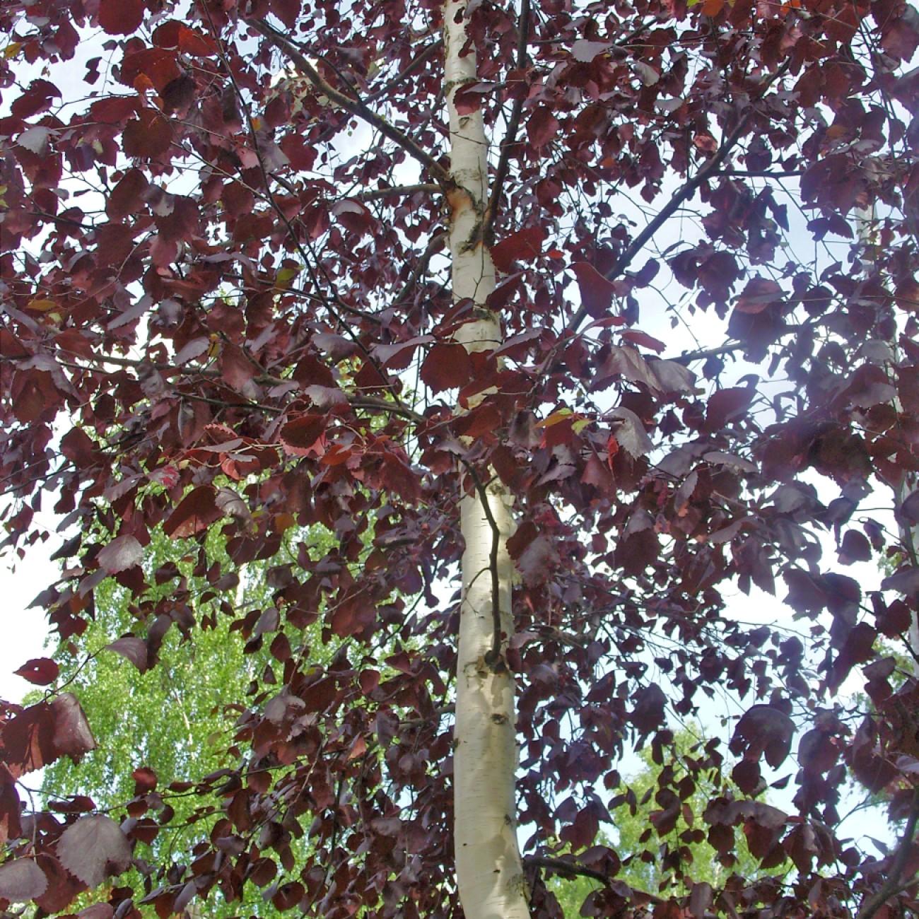 Foto van Berk ‘Crimson Frost’