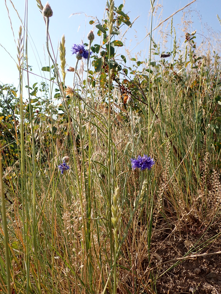 Foto van Korenbloem