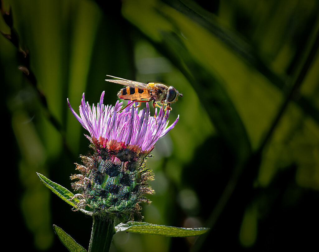 Foto van Zwart knoopkruid