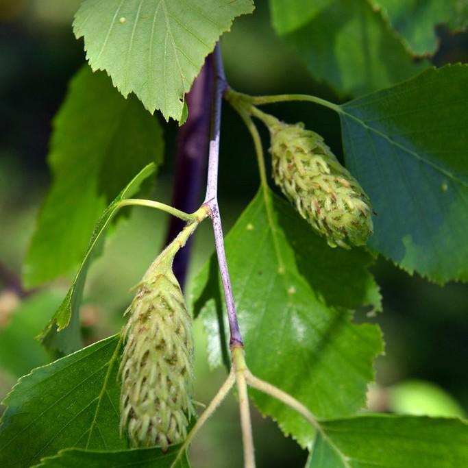 Foto van Rode berk ‘(clump)’