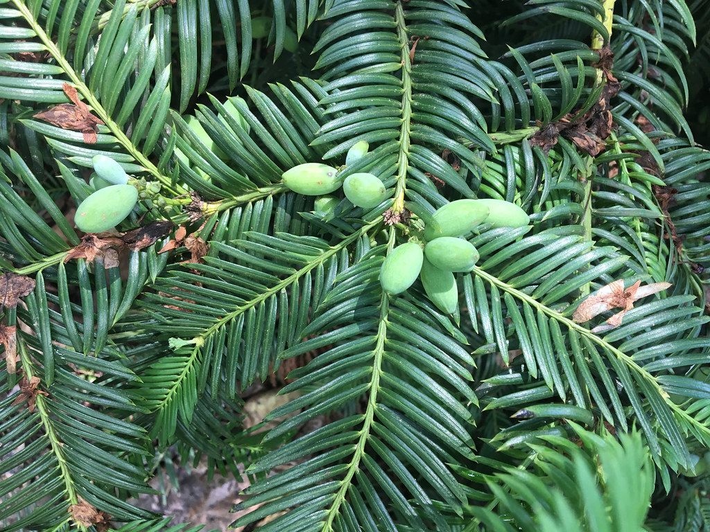 Foto van Chinese knoptaxus