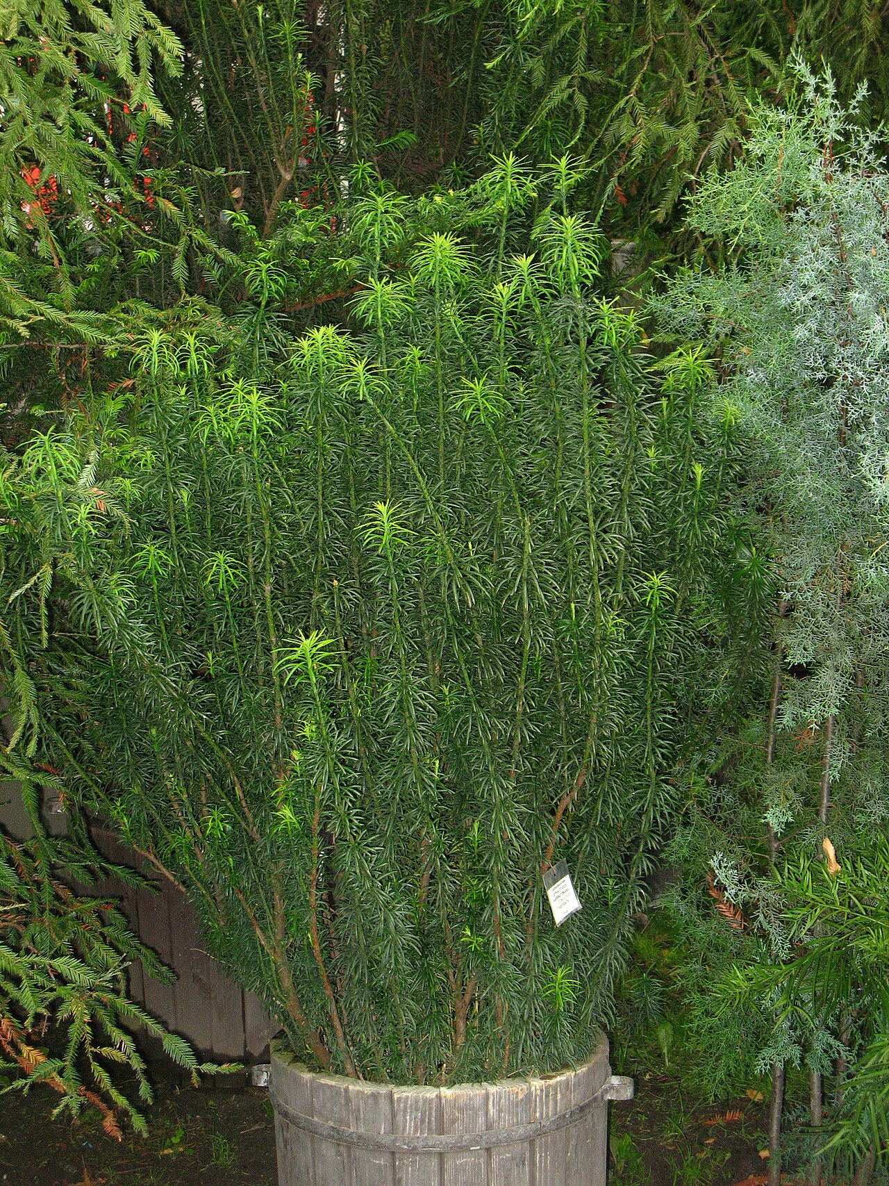Foto van Knoptaxus