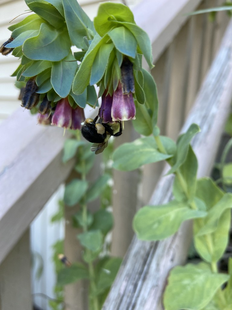 Foto van Grote wasbloem