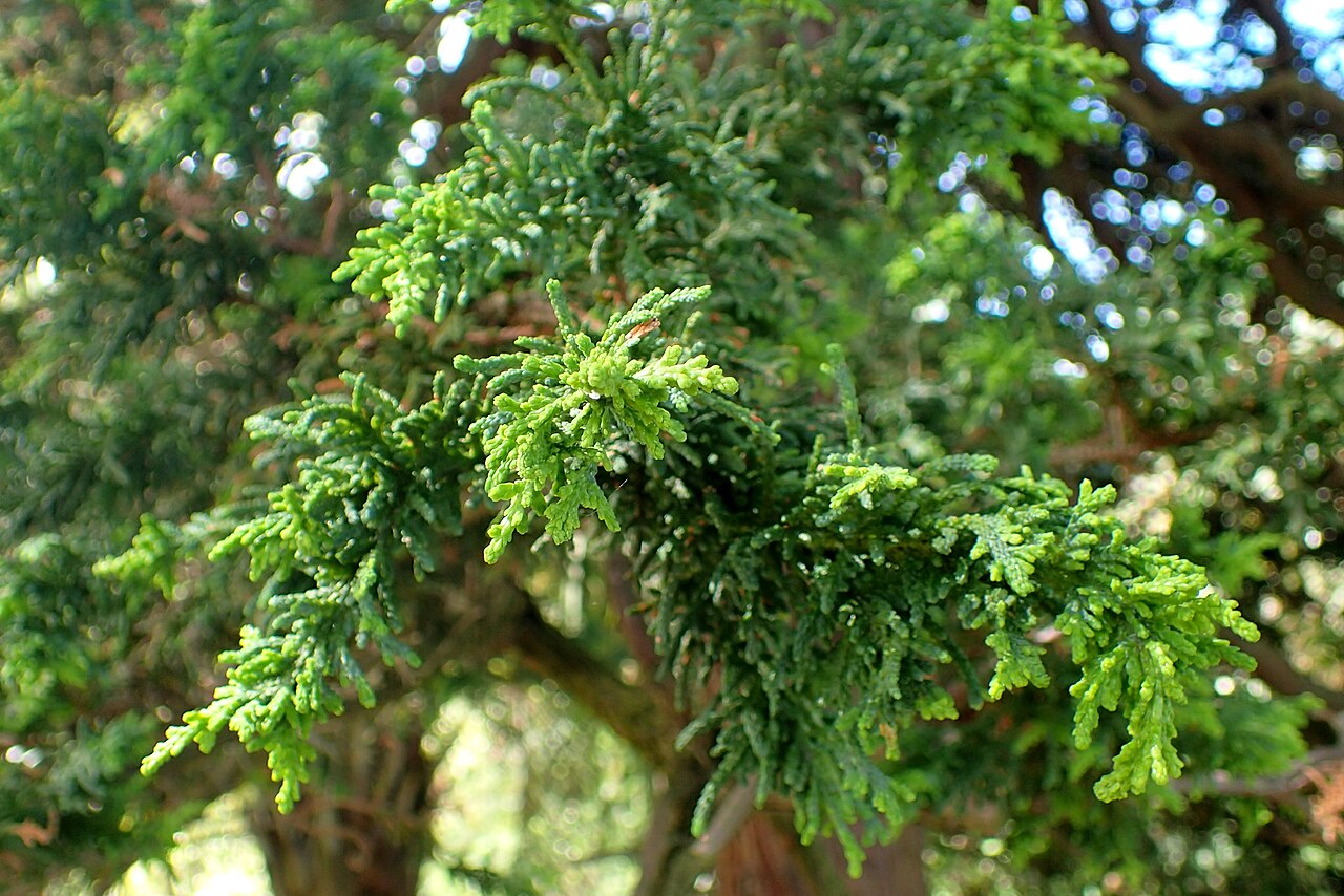 Foto van Wolfsklauwcipres ‘Lycopodioides’