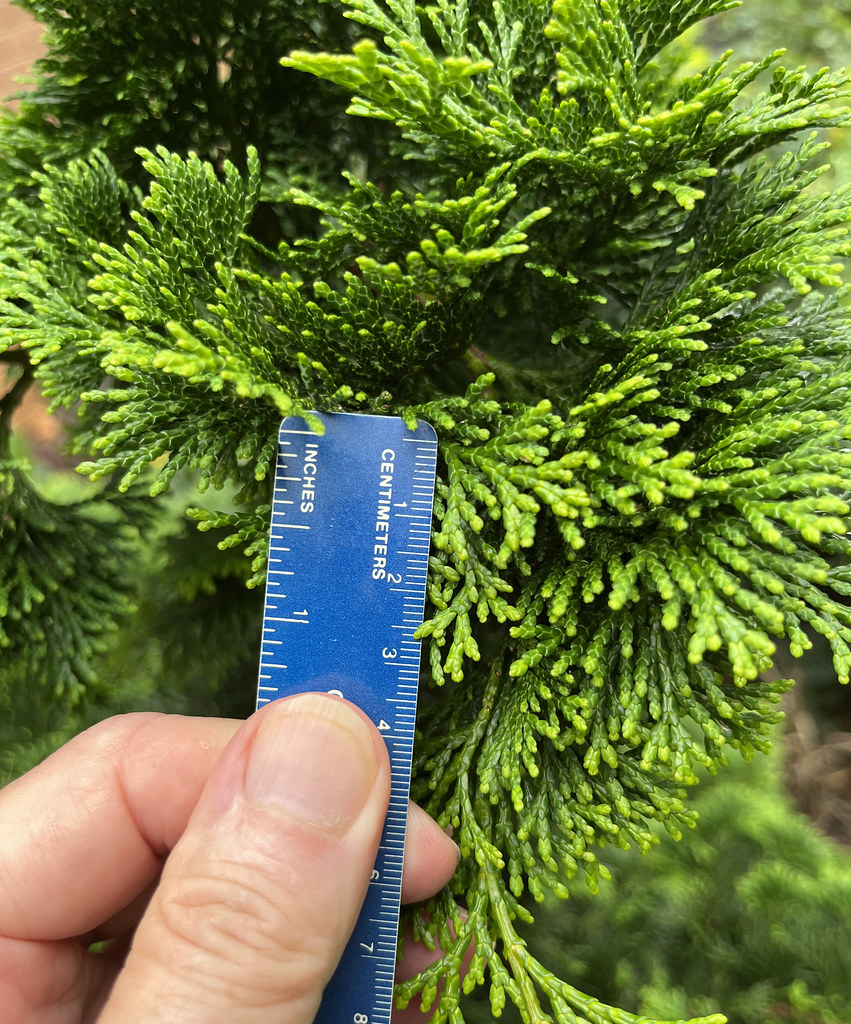 Foto van Dwergcipres ‘Nana Gracilis’