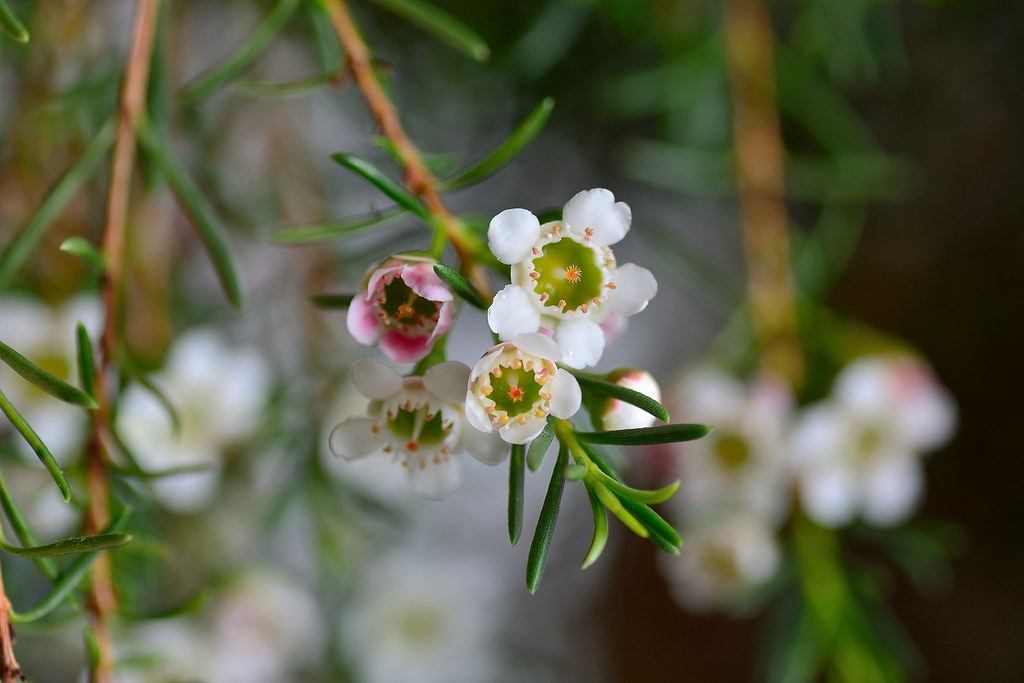 Foto van Wasbloem