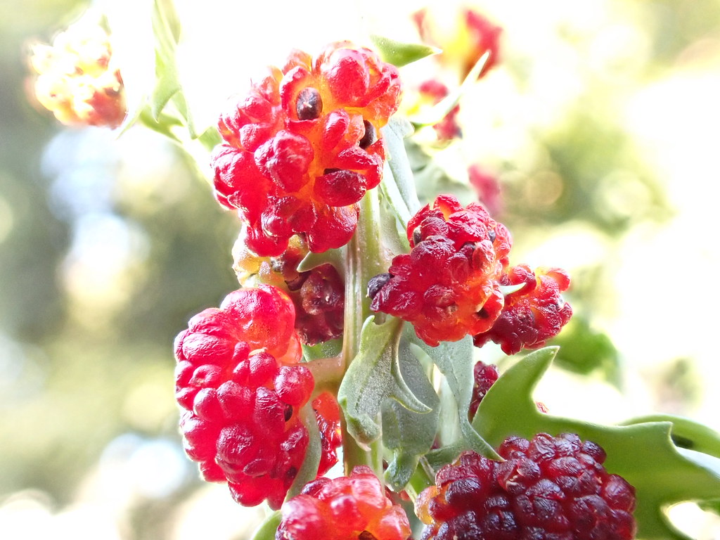 Foto van Rode aardbeispinazie