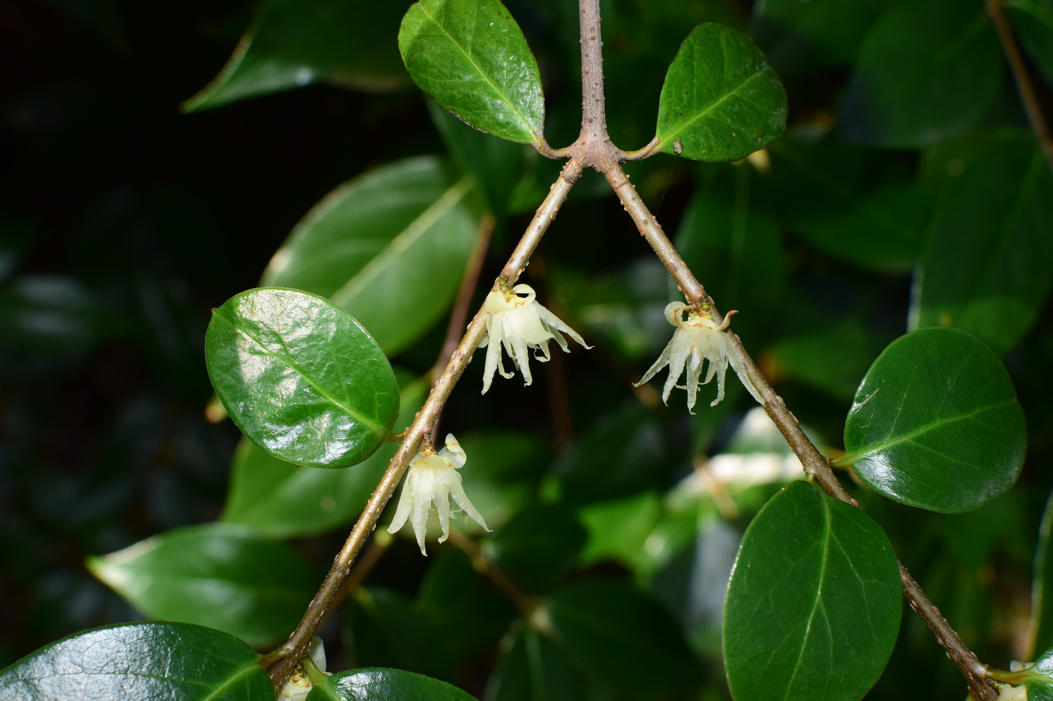 Foto van Meloenboompje