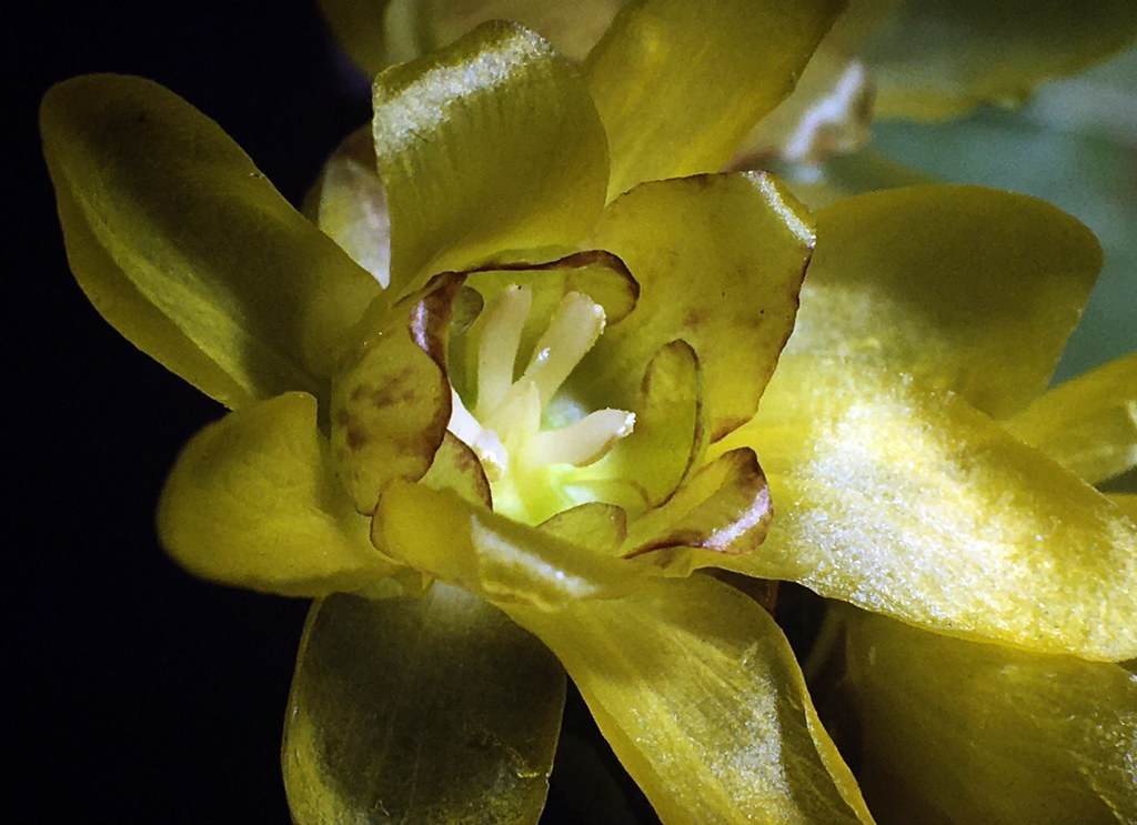 Foto van Meloenboompje