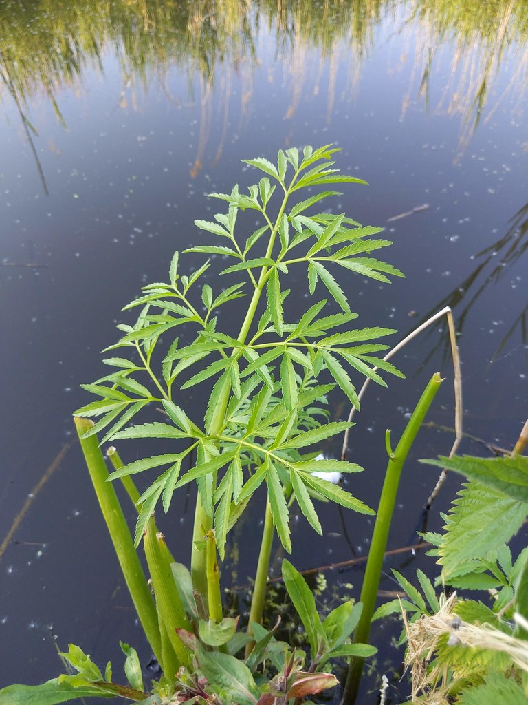 Foto van Waterscheerling