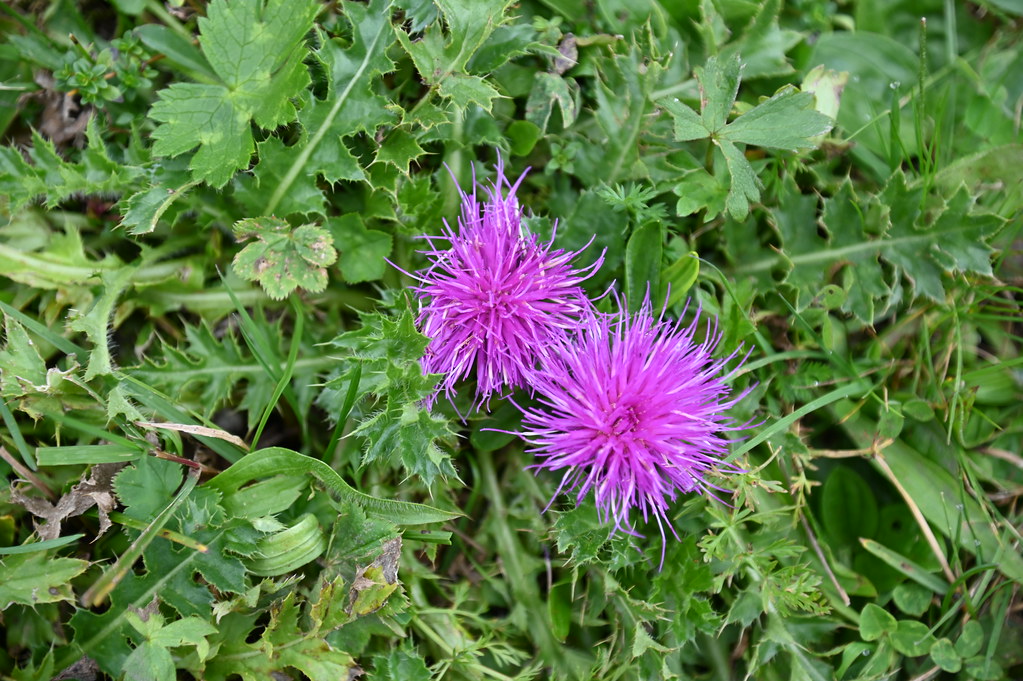 Foto van Aarddistel