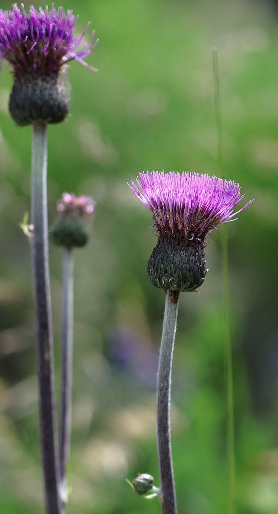 Foto van Ongelijkbladige vederdistel