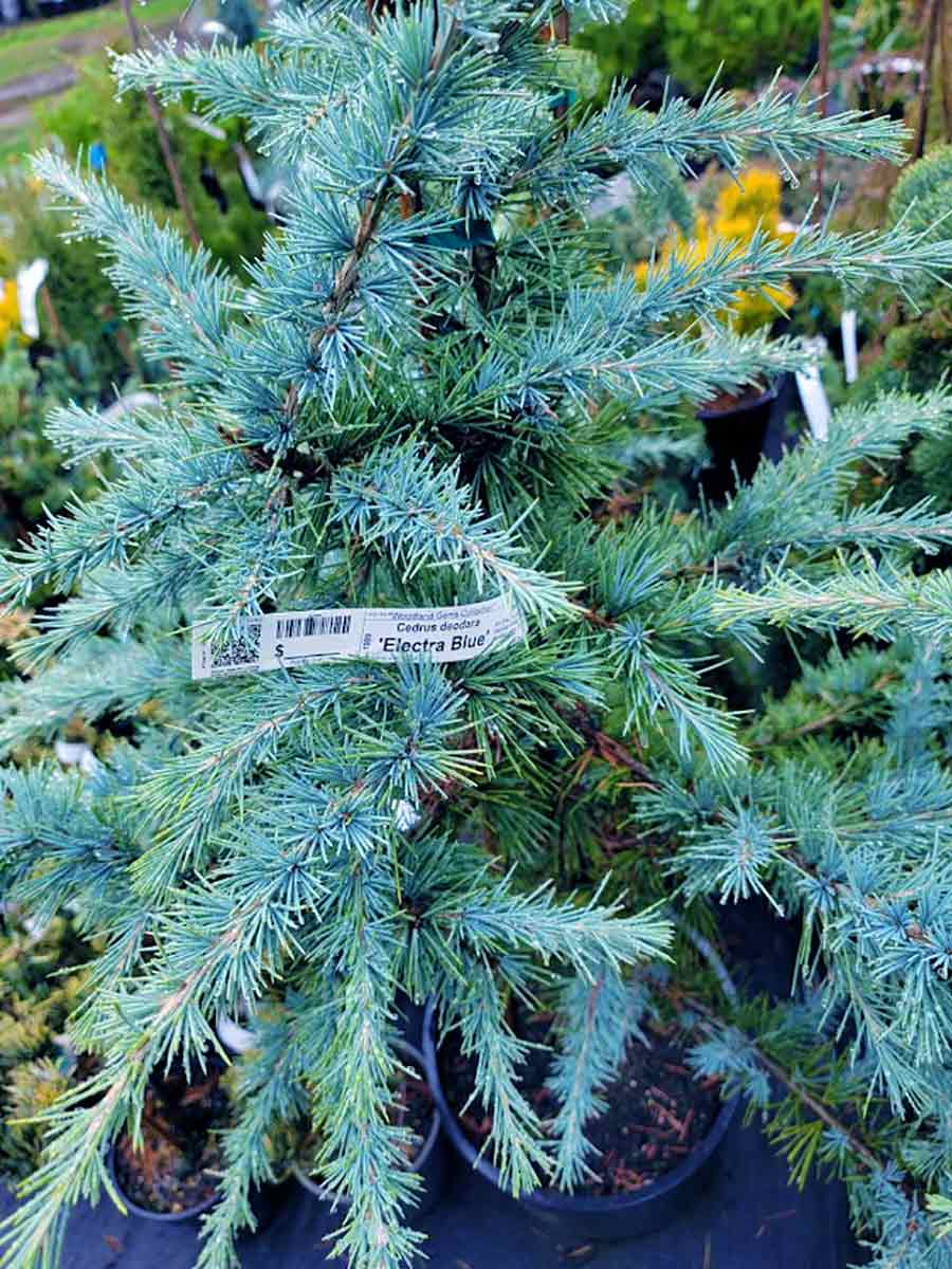 Foto van Himalayaceder ‘Electra Blue’